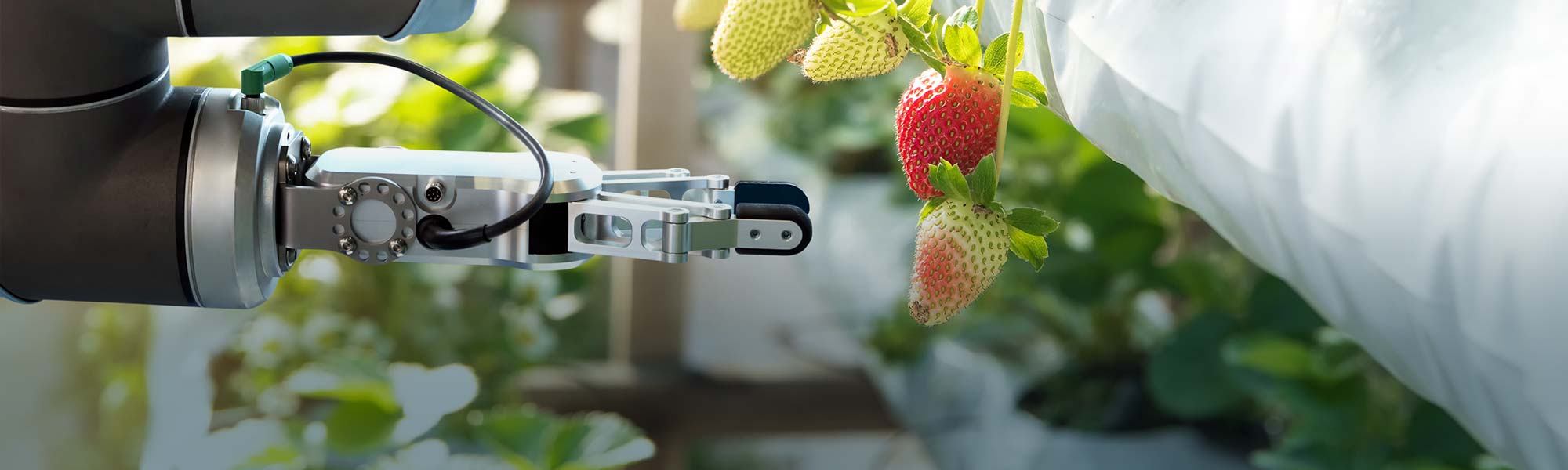 Autonomous Fruit Picking