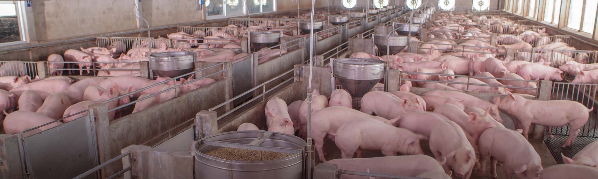Swine Farming Measurement System